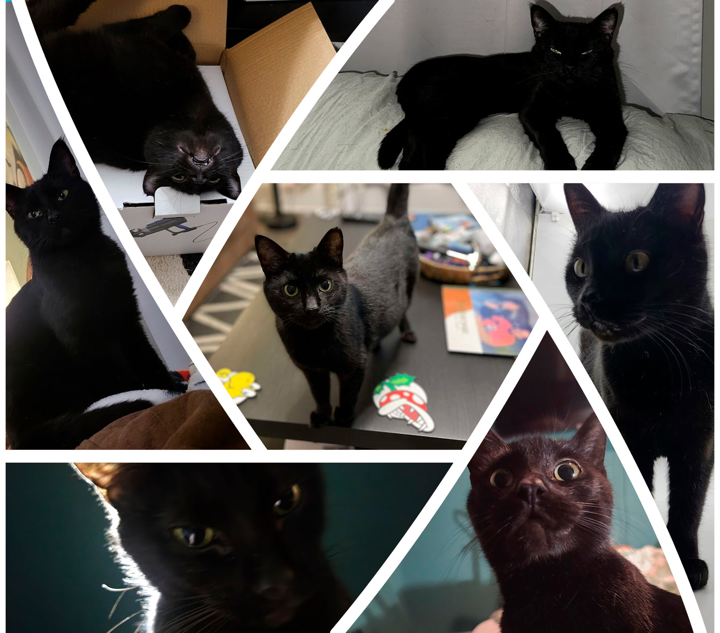 Custom Photo Collage